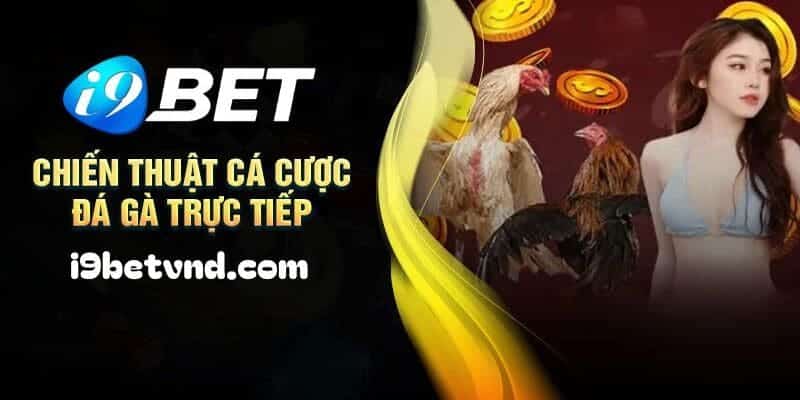 Thủ thuật gia tăng khả năng chiến thắng khi tham gia sân chơi đá gà I9bet